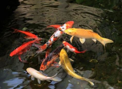 養鯉魚|錦鯉飼養密度及餵食方法